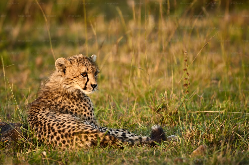 Joven guepardo tumbado en la selva africana