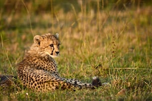 아프리카 수풀에 누워있는 어린 치타