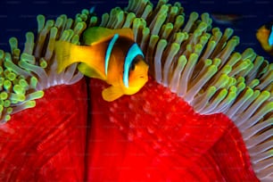 An Anemone and clownfish in Redsea