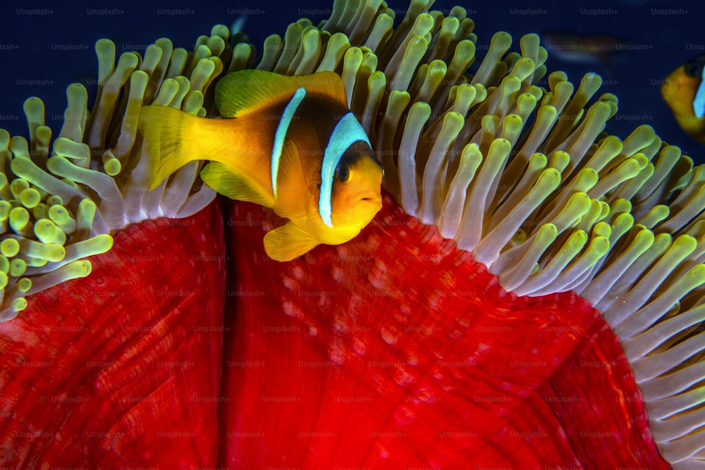 An Anemone and clownfish in Redsea