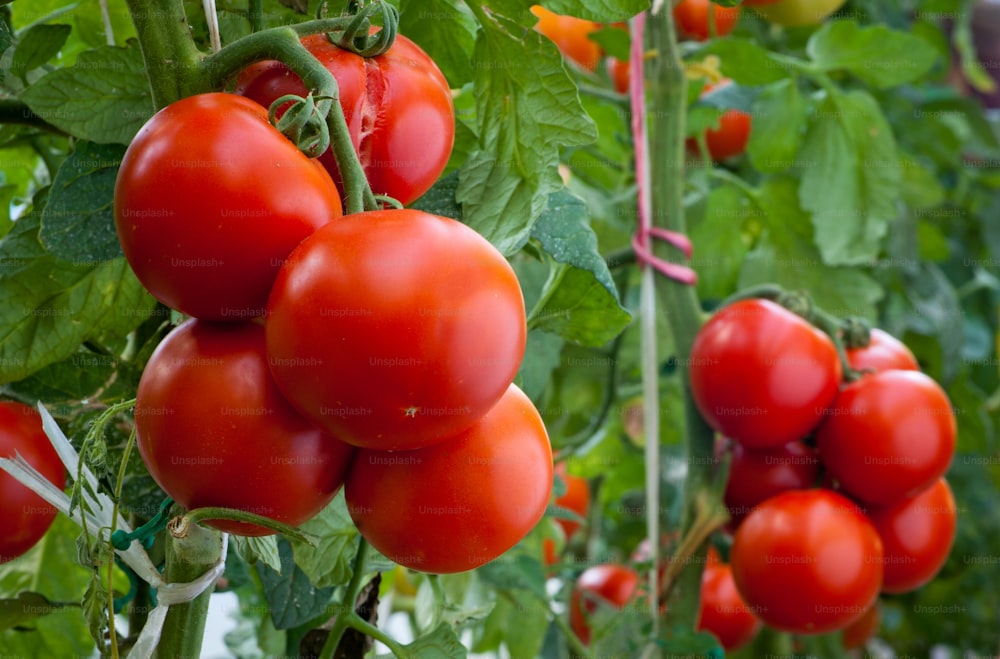 growth ripe tomato in greenhouse