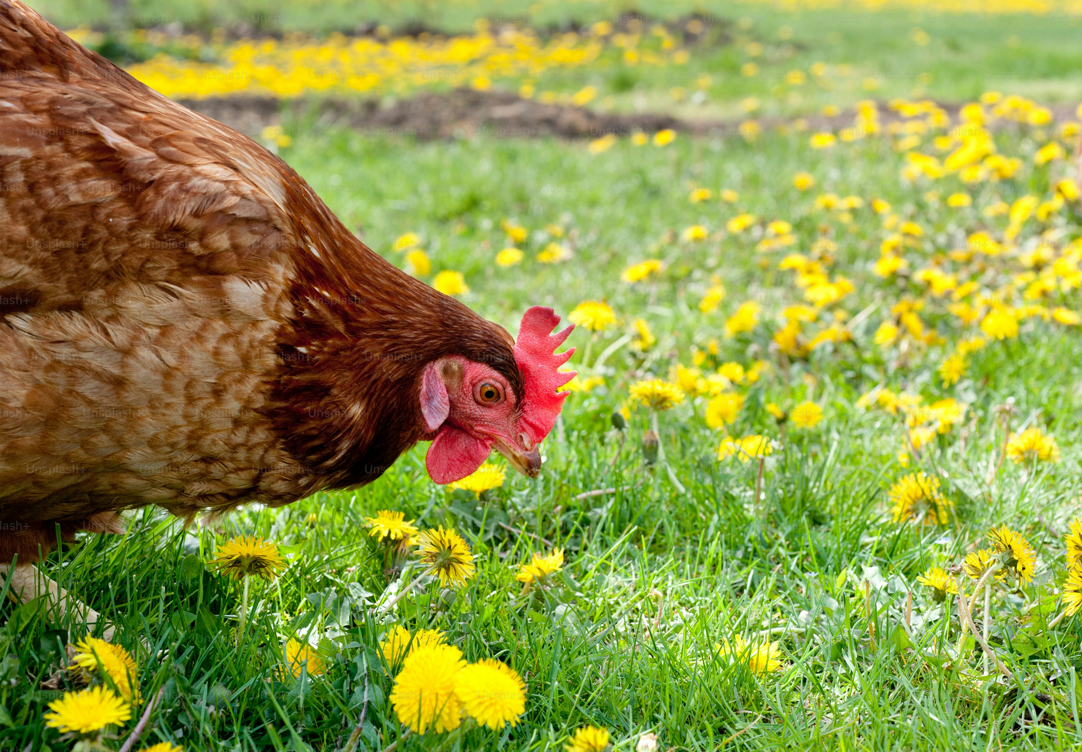 Hens outside in the meadow photo – Outdoors Image on Unsplash