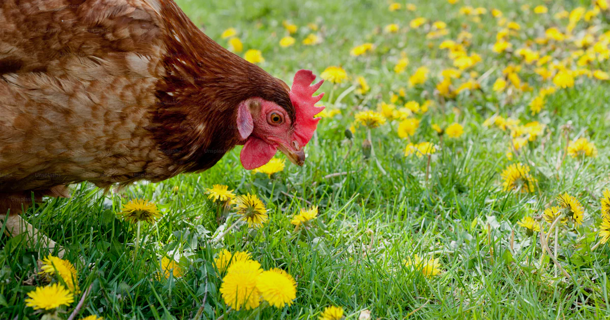 Hen Is Spring Hens outside in the meadow photo – Spring Image on Unsplash
