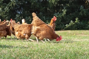 Hen outside in the meadow at springtime