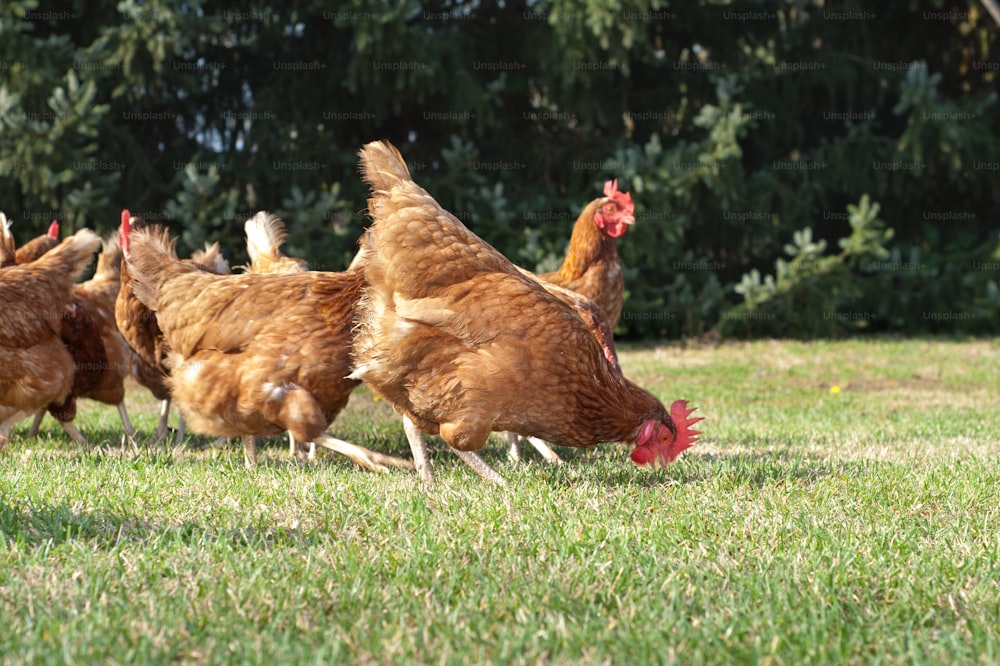 Gallina afuera en el prado en primavera