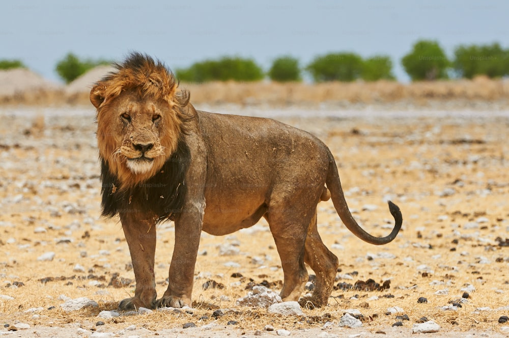 Un lion mâle dans le parc national d’Etosha en Namibie