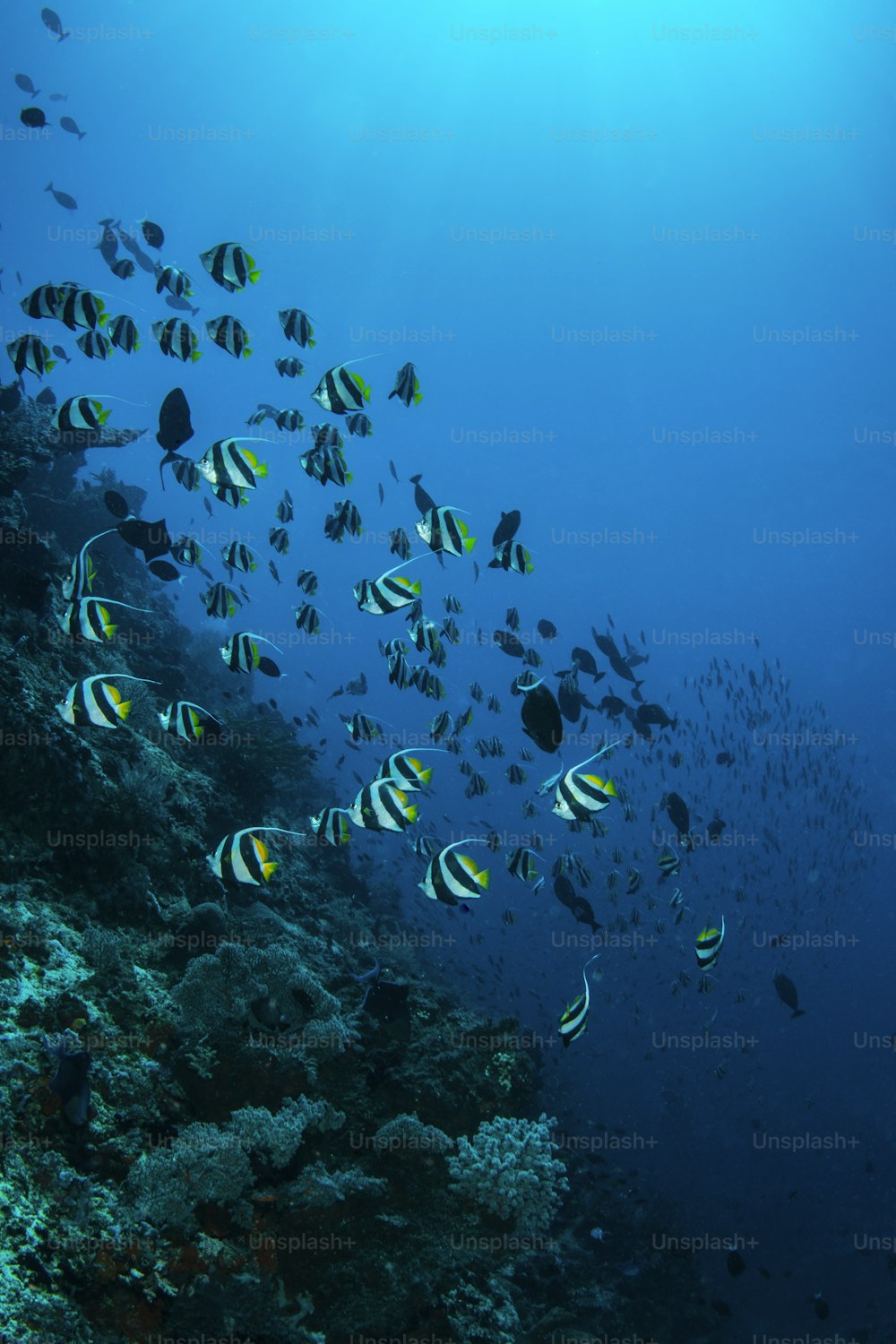 A school of fish in Komodo