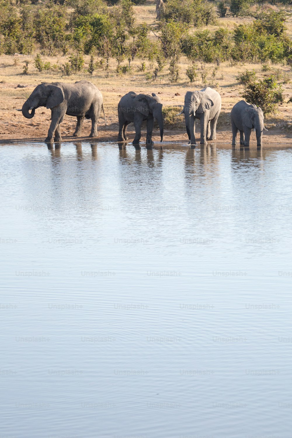 Elefanti che bevono in una pozza d'acqua