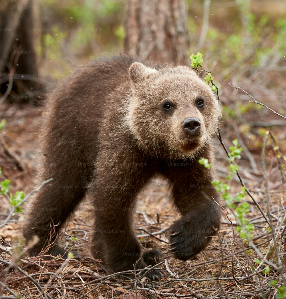 Cute brown bear cub walking curious in the forest