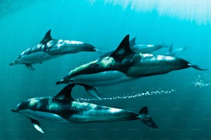 Escuela de delfines comunes en Sudáfrica