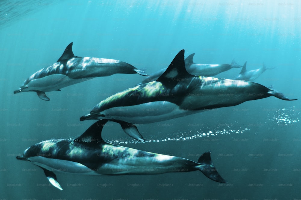 School of common dolphins in South Africa