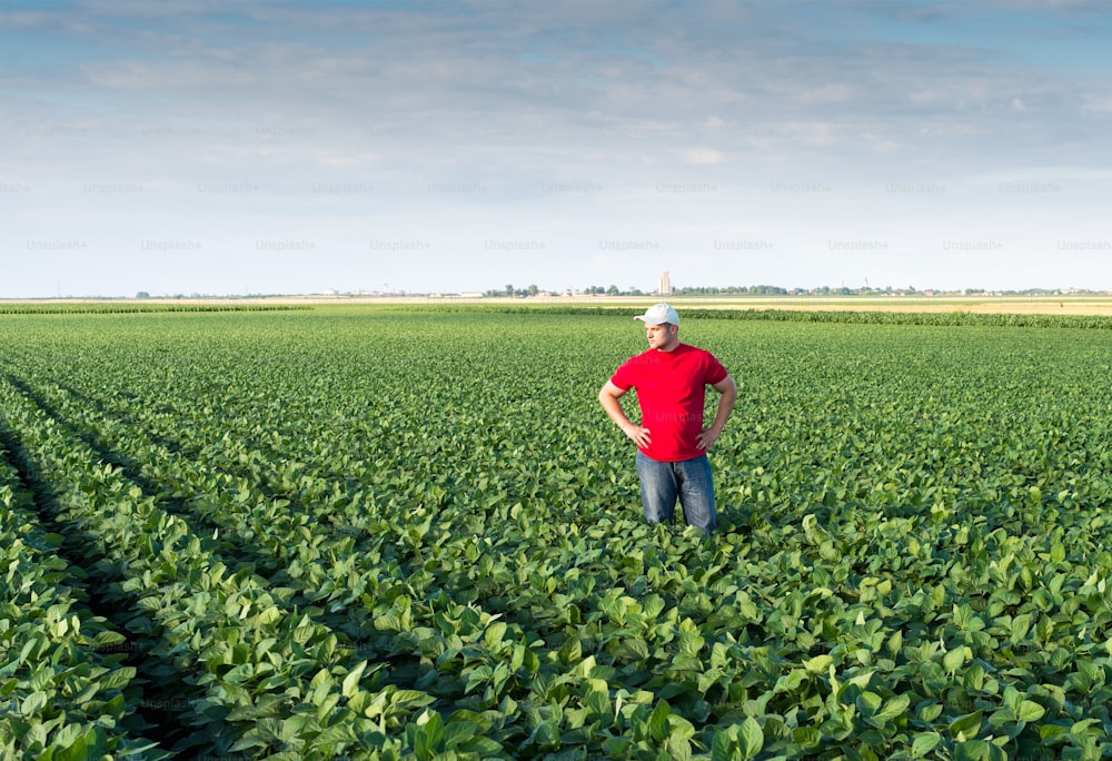 Young farmer in soybean fields