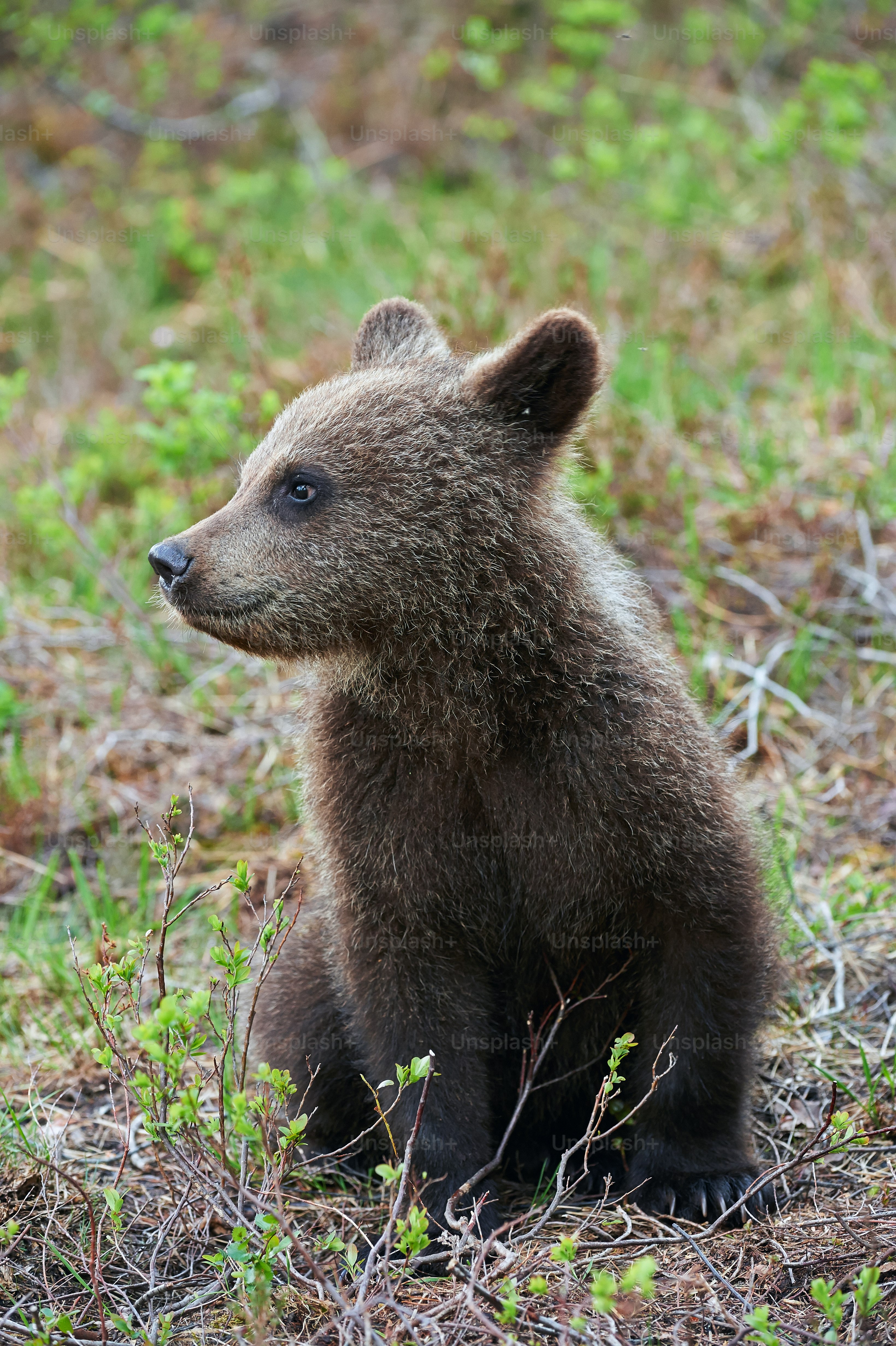 Cub brown bear in the Finnish taiga