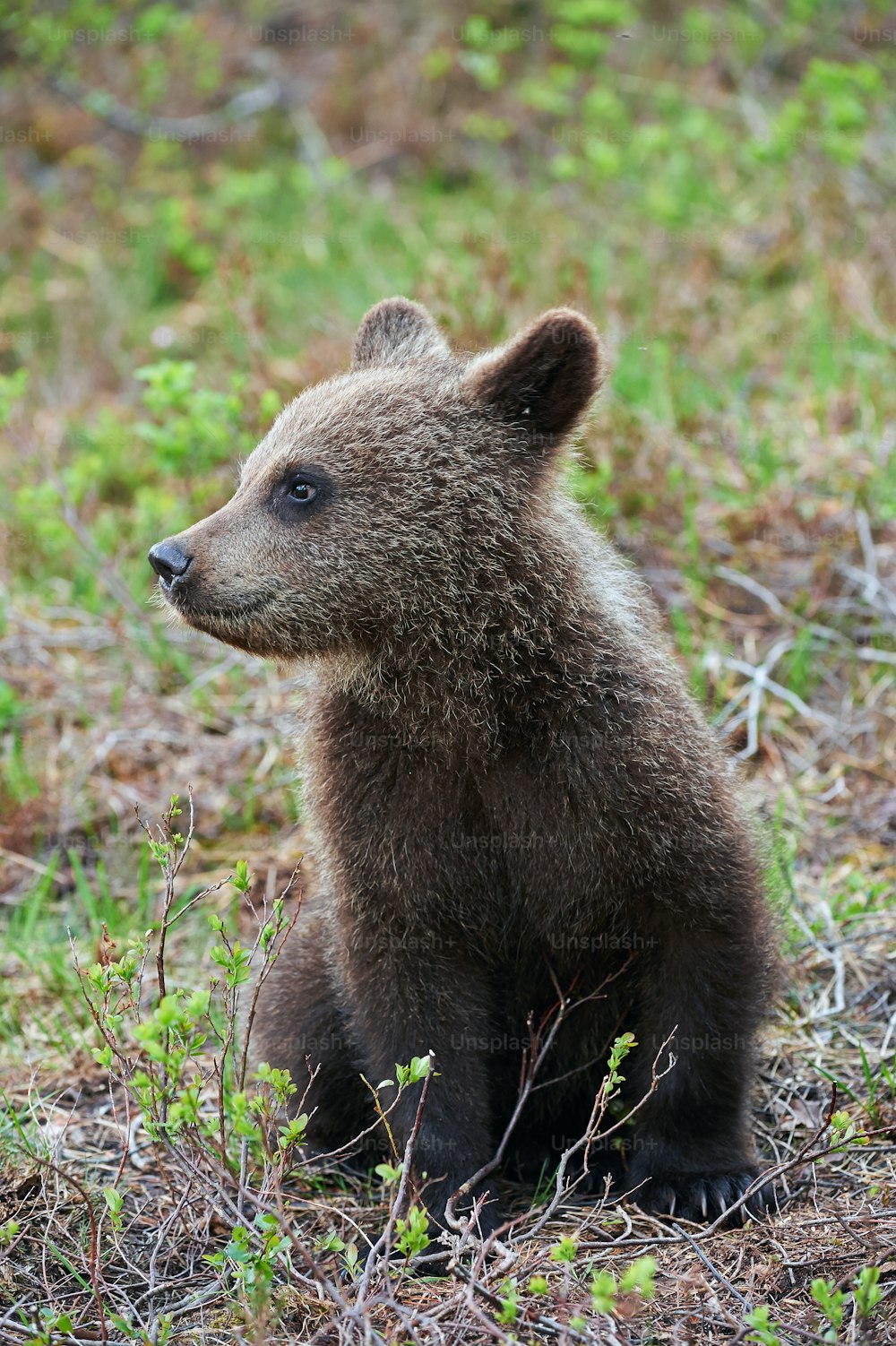 핀란드 타이가의 새끼 갈색 곰