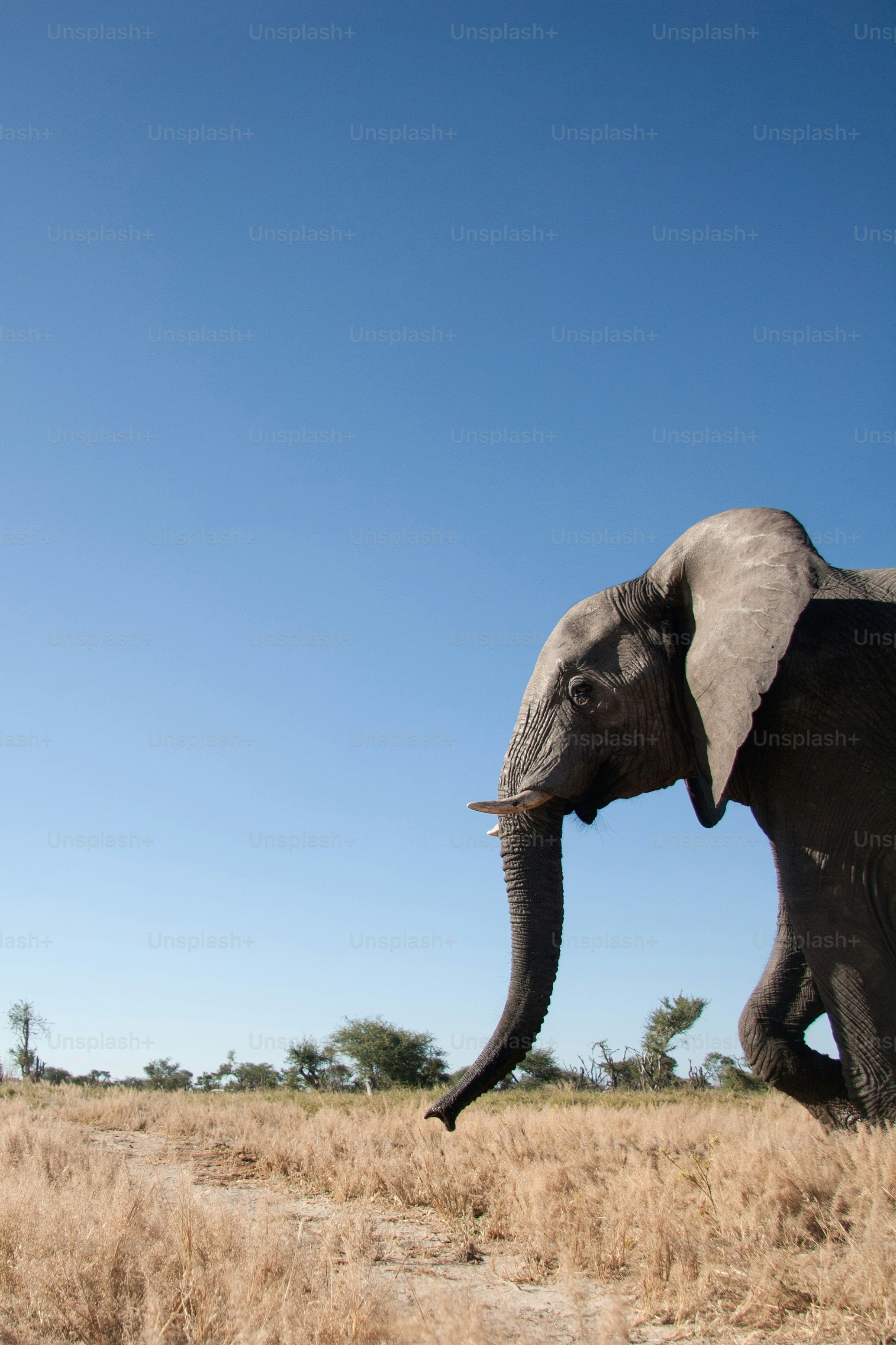 Éléphant marchant dans le veld