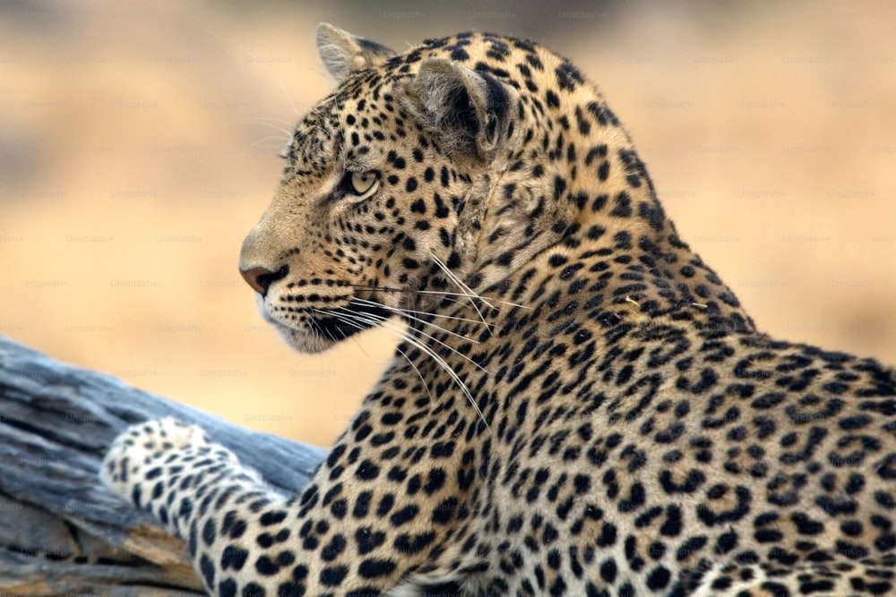 Retrato do leopardo