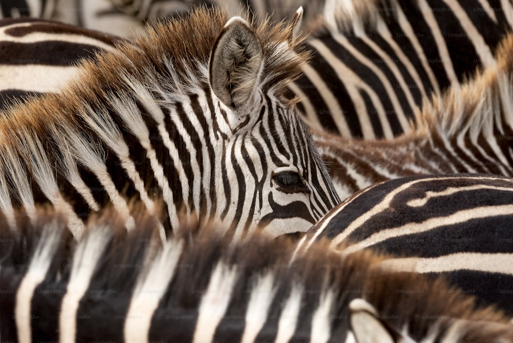 Head of a young zebra emerging from black and white stripes of zebras