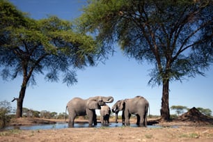 Elephants at a waterhole