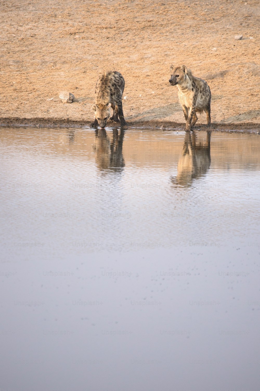 Hyenas drinking