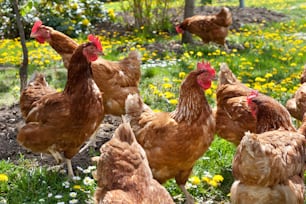 Hens outside in the meadow