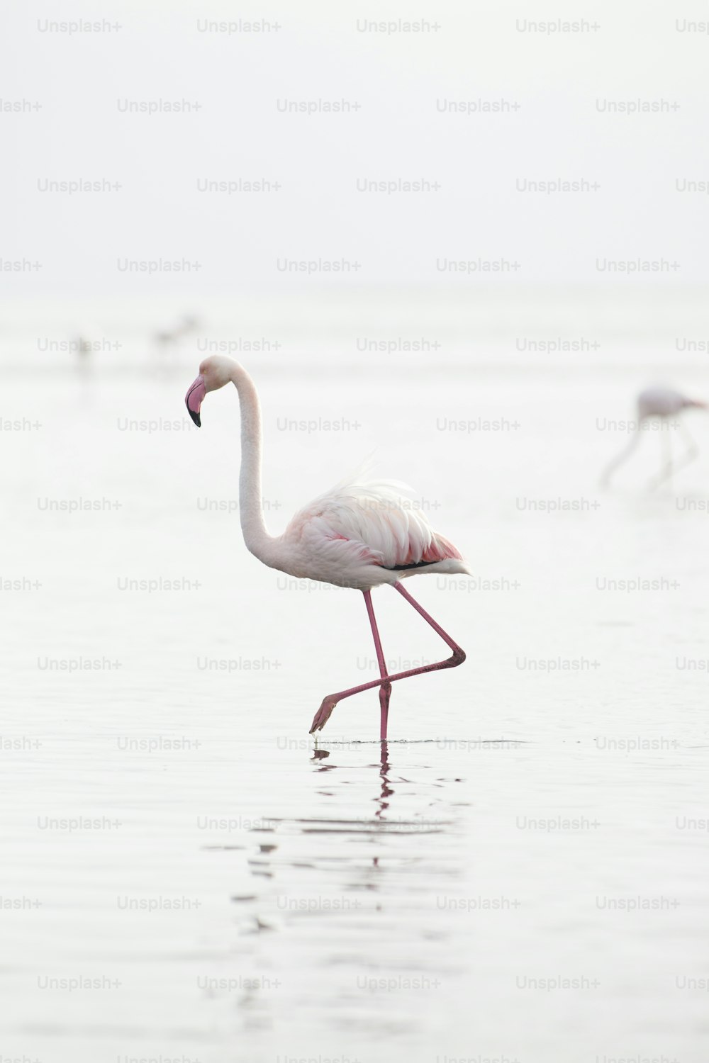 Flamingo at Walvis Bay wetland.