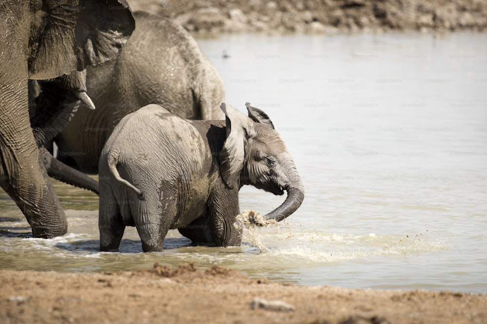 Elephant at the Okaukuejo water hole