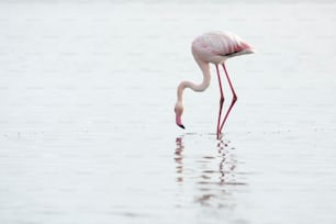 Flamingo na zona húmida de Walvis Bay.