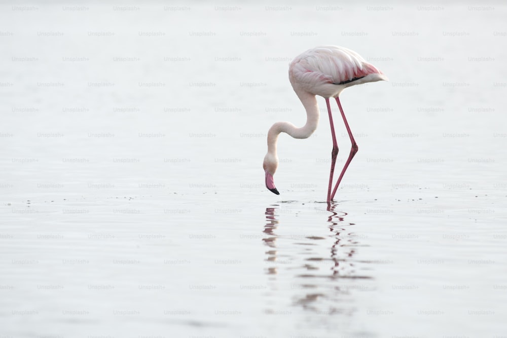 Flamingo at Walvis Bay wetland.