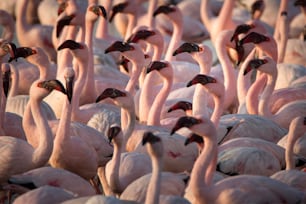 Flamingo na zona húmida de Walvis Bay