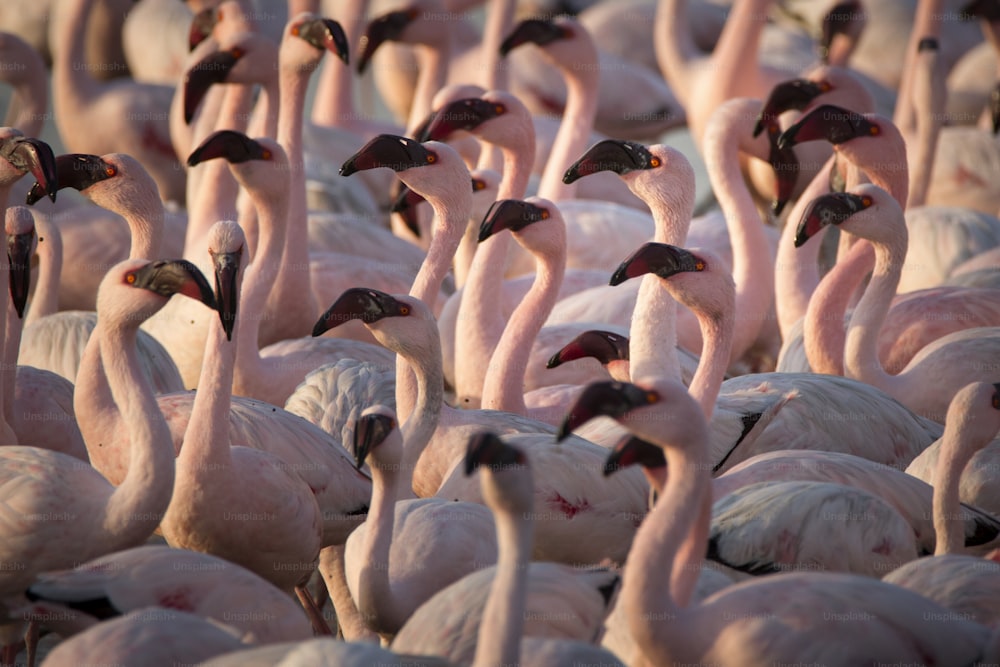 Flamingo at Walvis Bay wetland