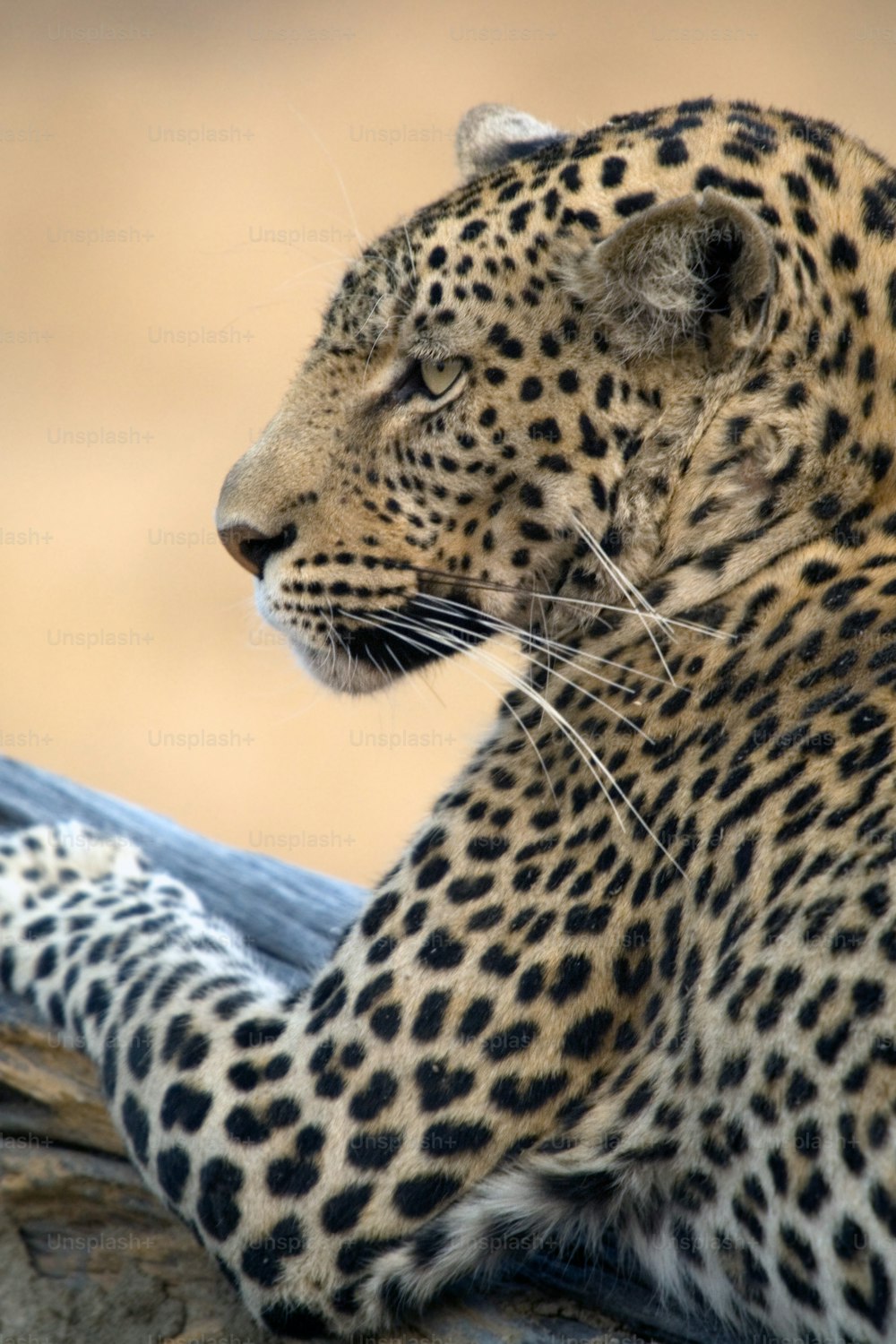 Ritratto di leopardo