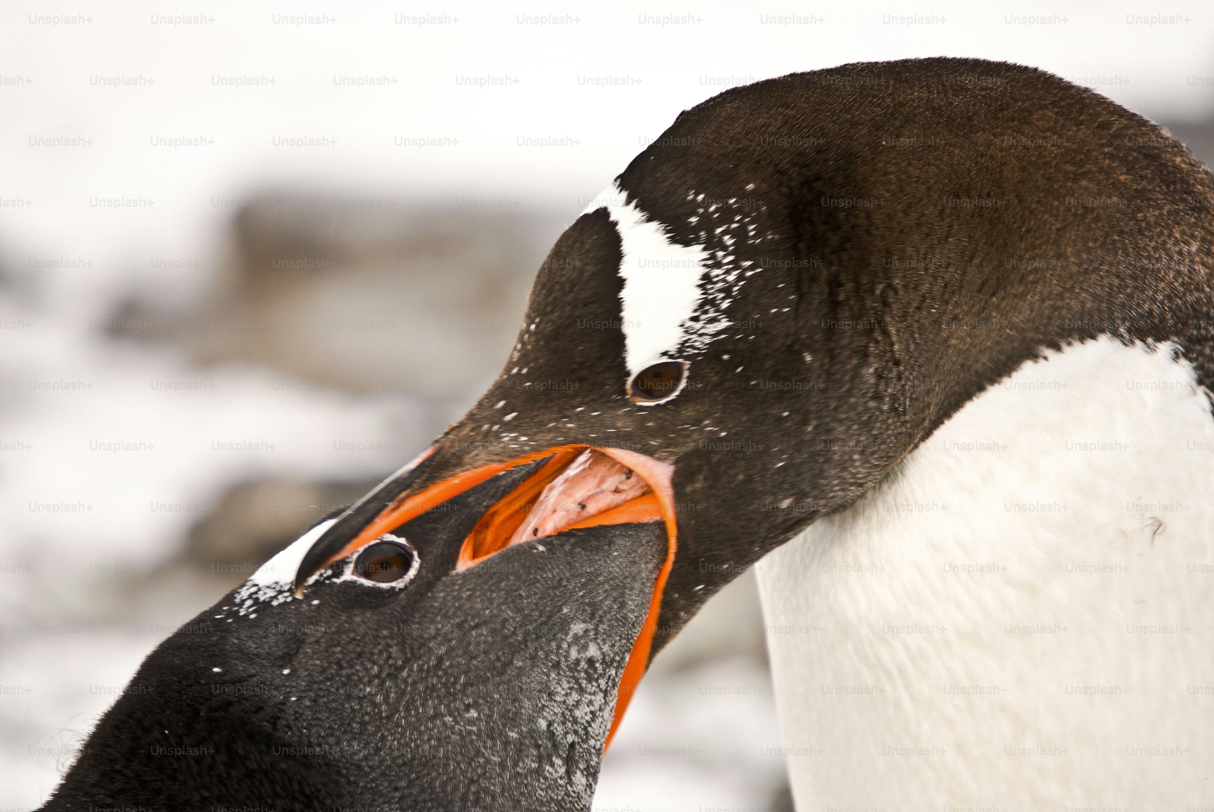 Mother gentoo penguin feeding  her chick.