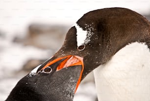 Mother gentoo penguin feeding  her chick.