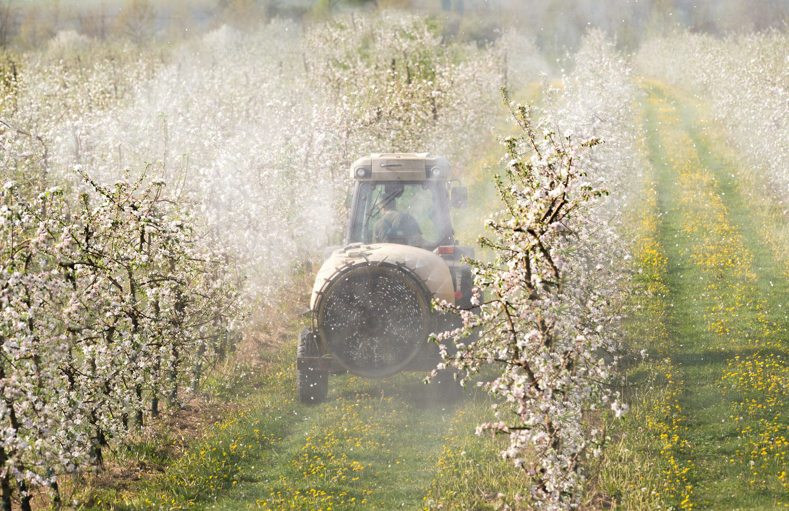 Tractor sprays insecticide in apple orchard