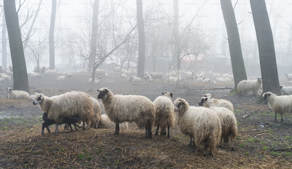 flock of sheep in the fog
