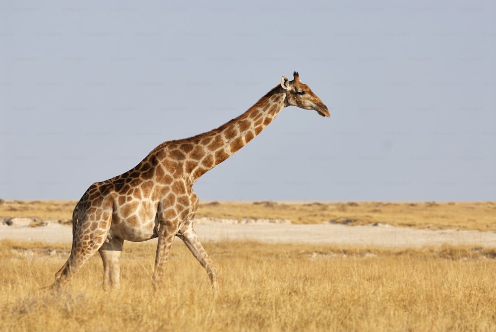 Girafa caminhando na savana do Parque Nacional de Etosha