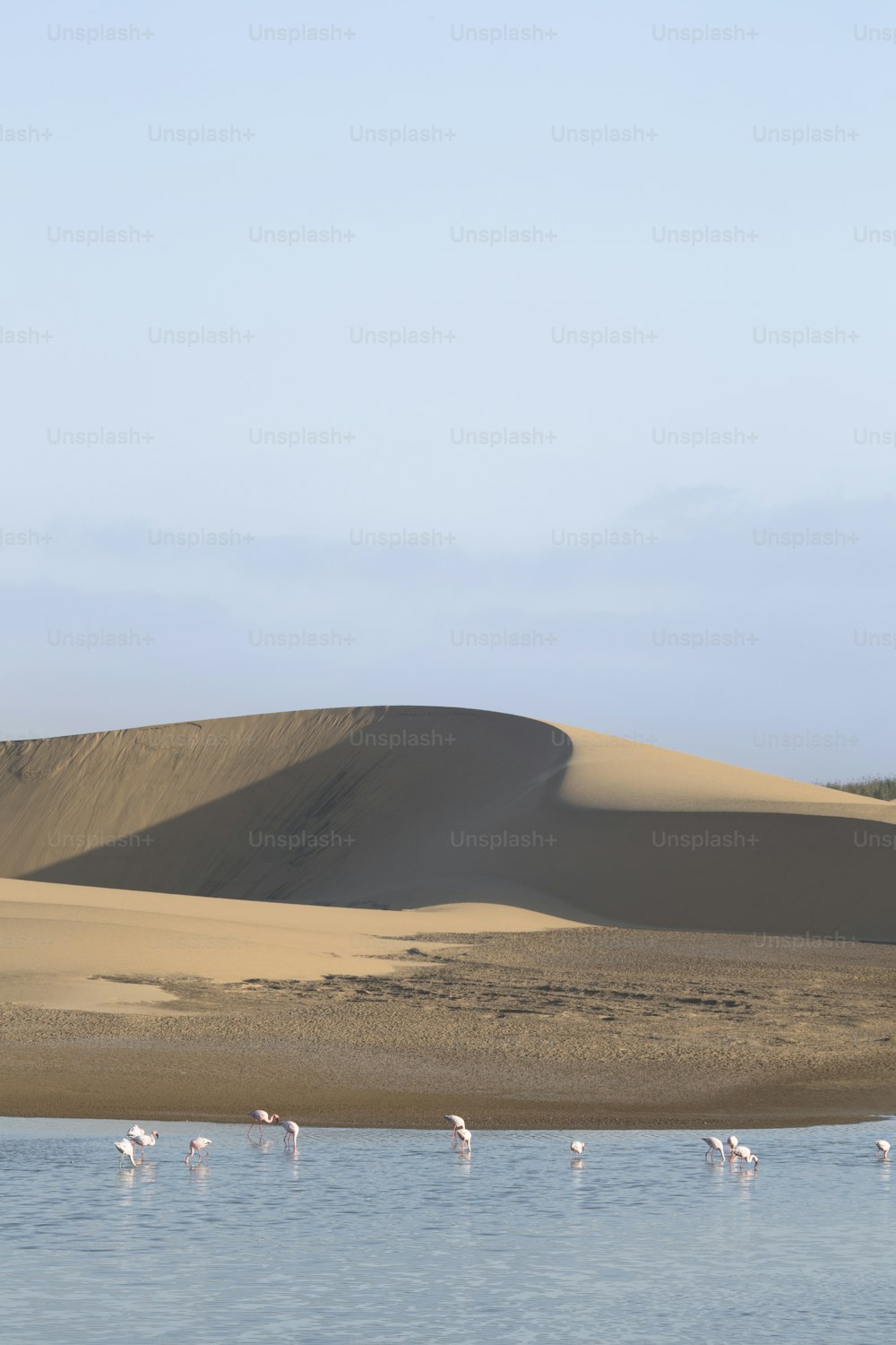 Flamant rose dans la zone humide de Walvis Bay.