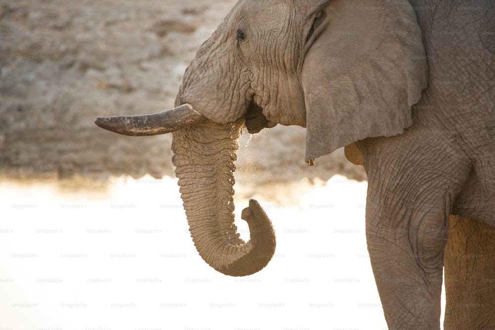 Elefante toro al Parco Nazionale di Etosha.