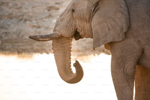 Bull elephant at Etosha National Park.