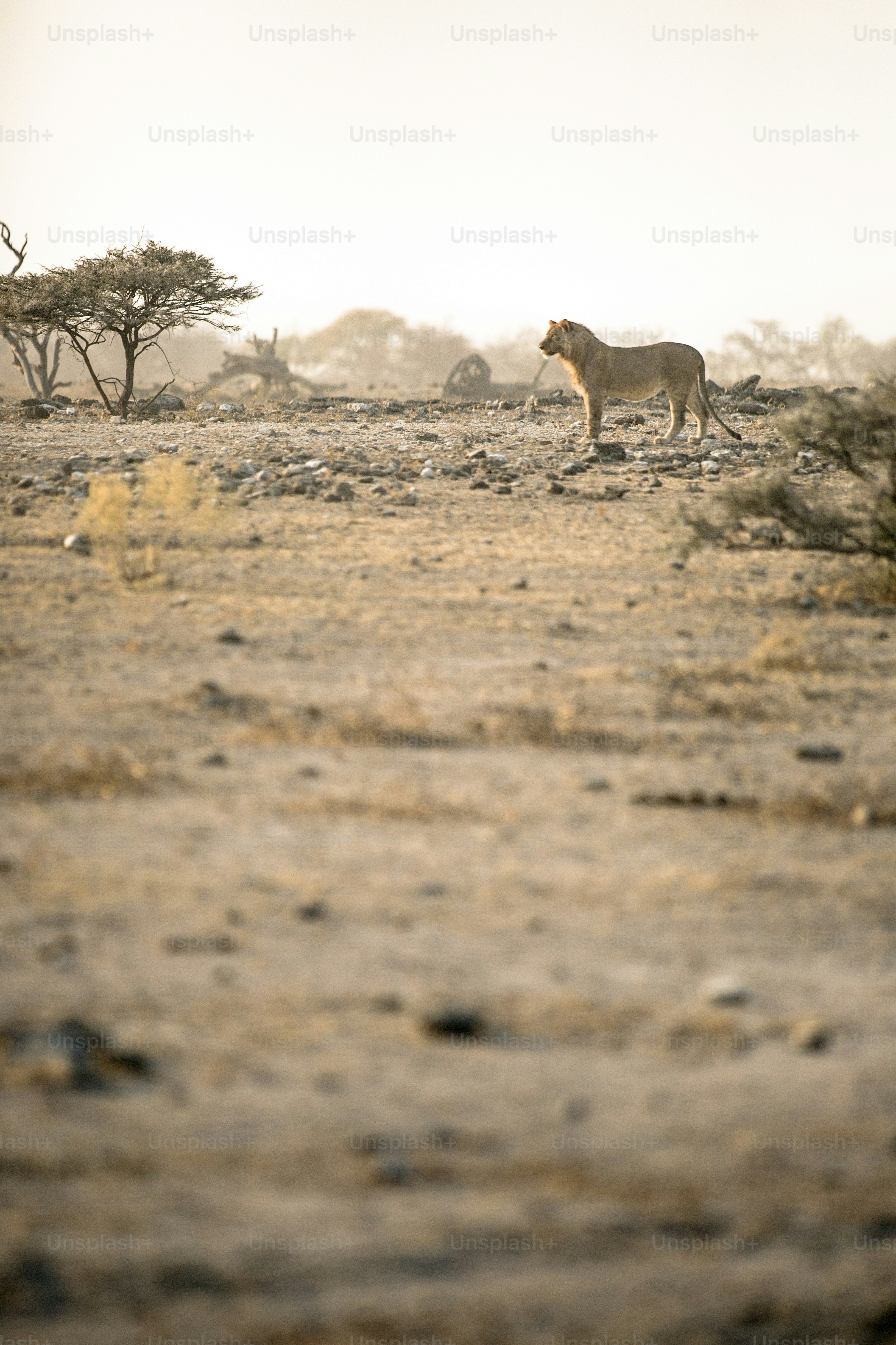 Ein junger männlicher Löwe