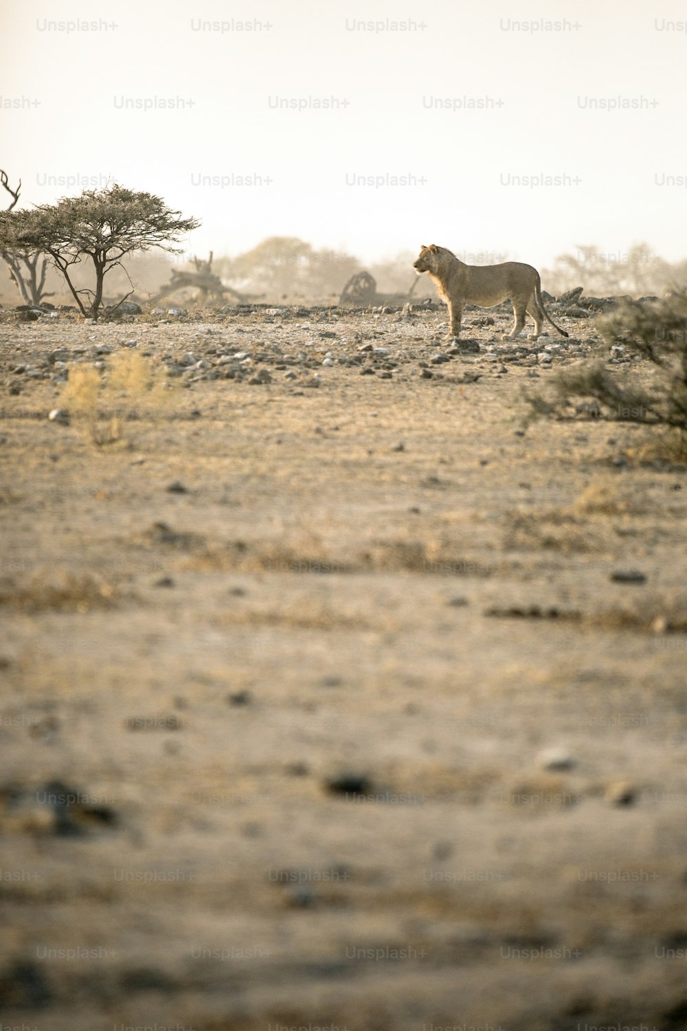 A Young male lion