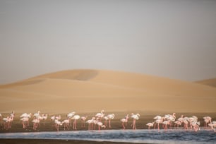 Flamingo at the Walvis Bay wetland.