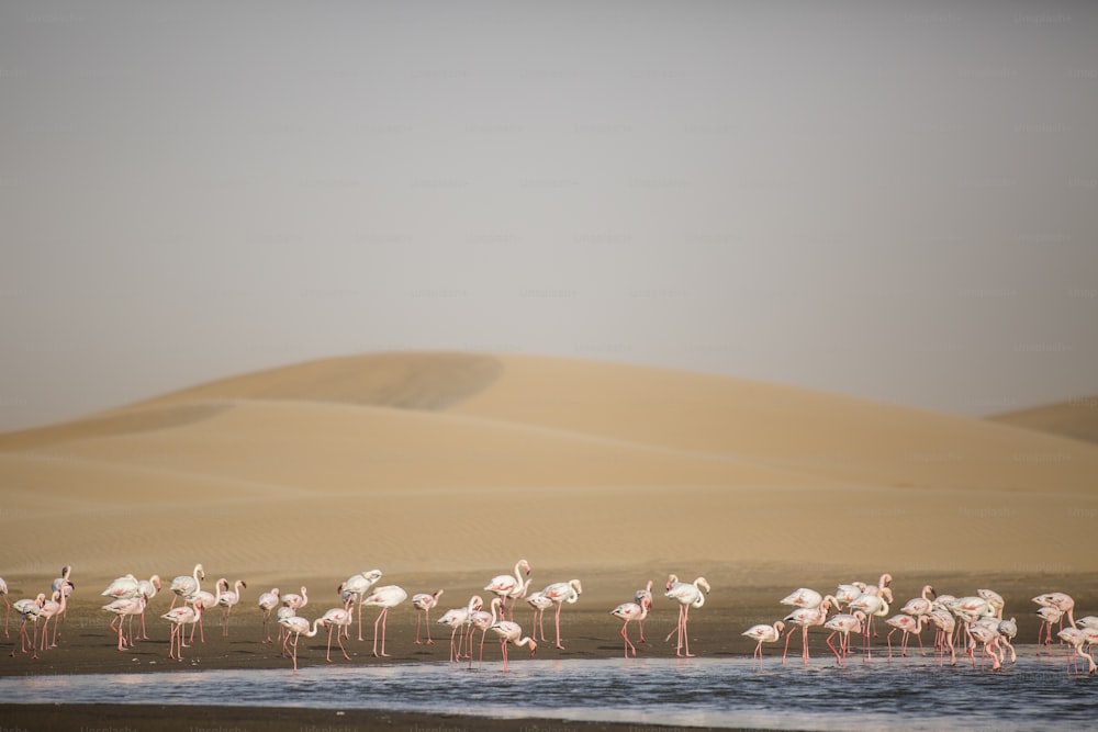 Flamingo at the Walvis Bay wetland.