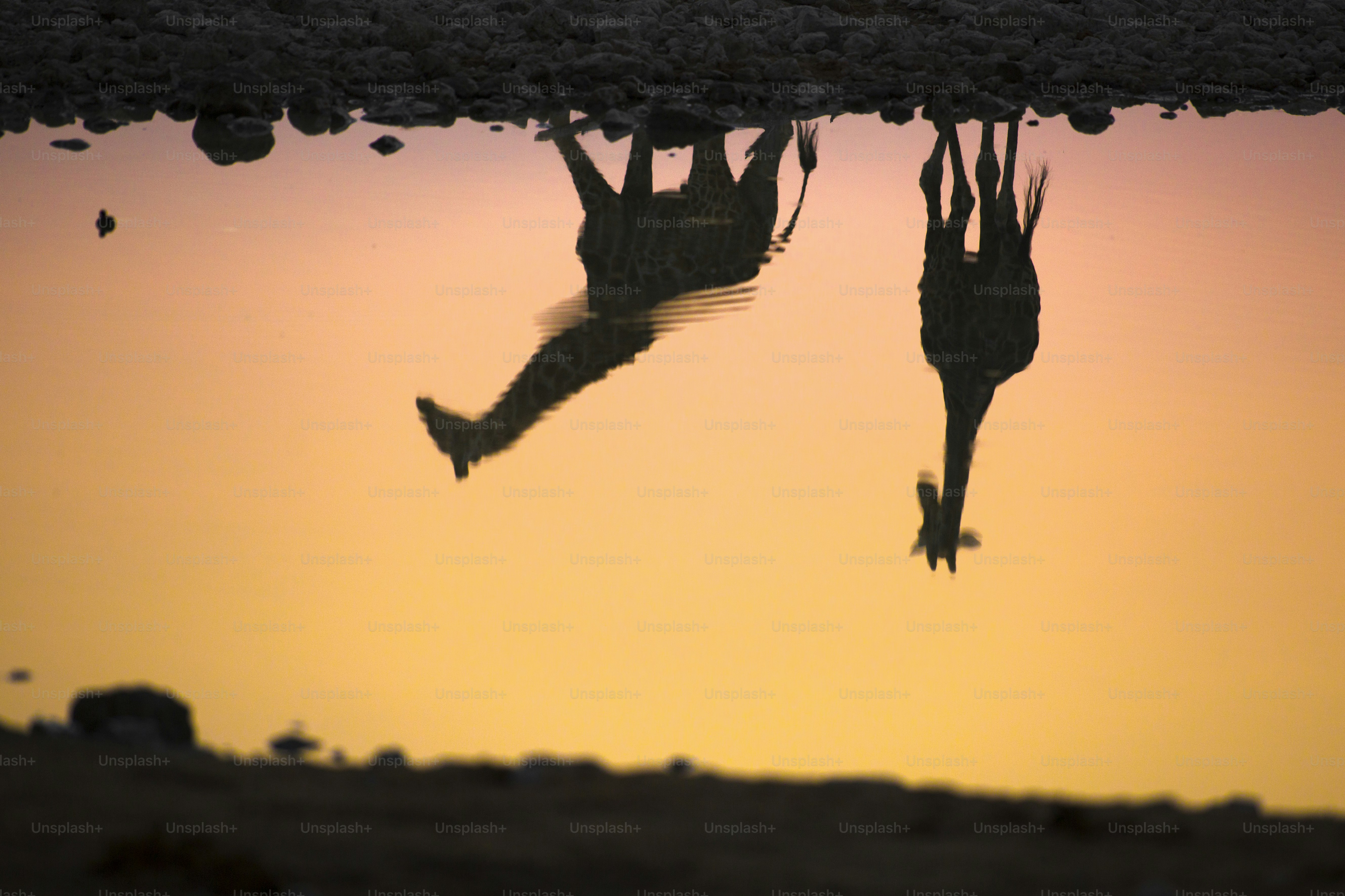 Reflections of gireffe in a water hole