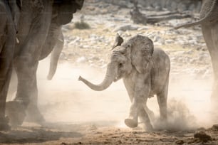 Elephant at the Okaukuejo water hole