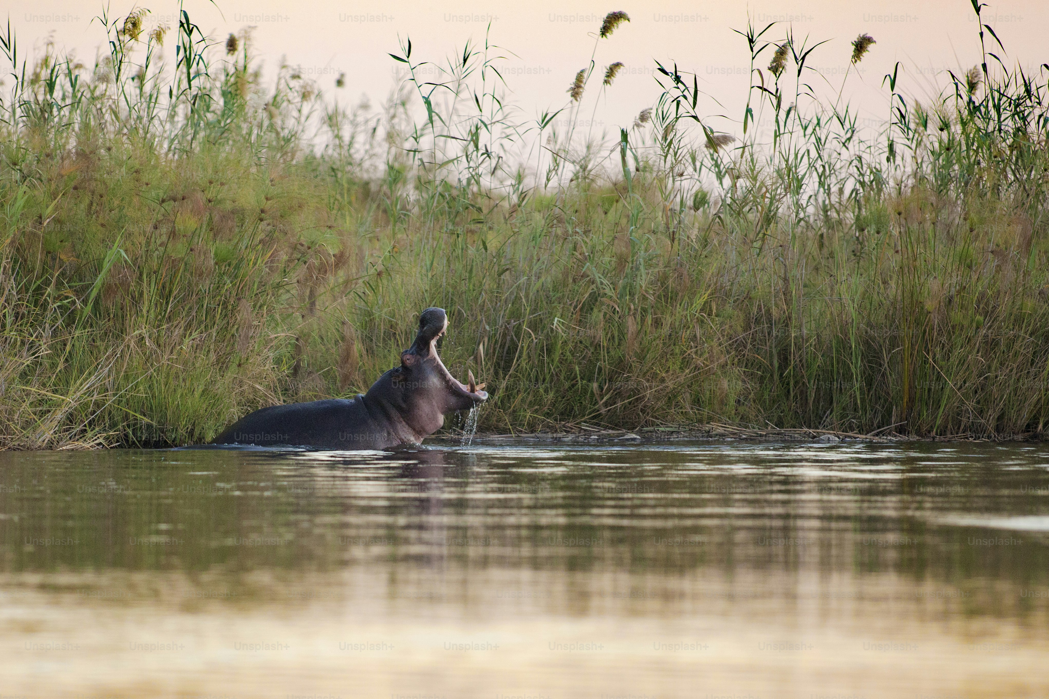 Ippopotamo che sbadiglia in un fiume