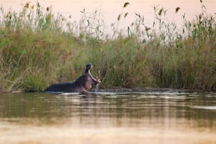Hippo yawning in a river
