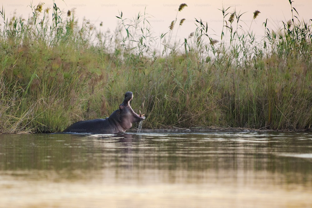 Hippo yawning in a river