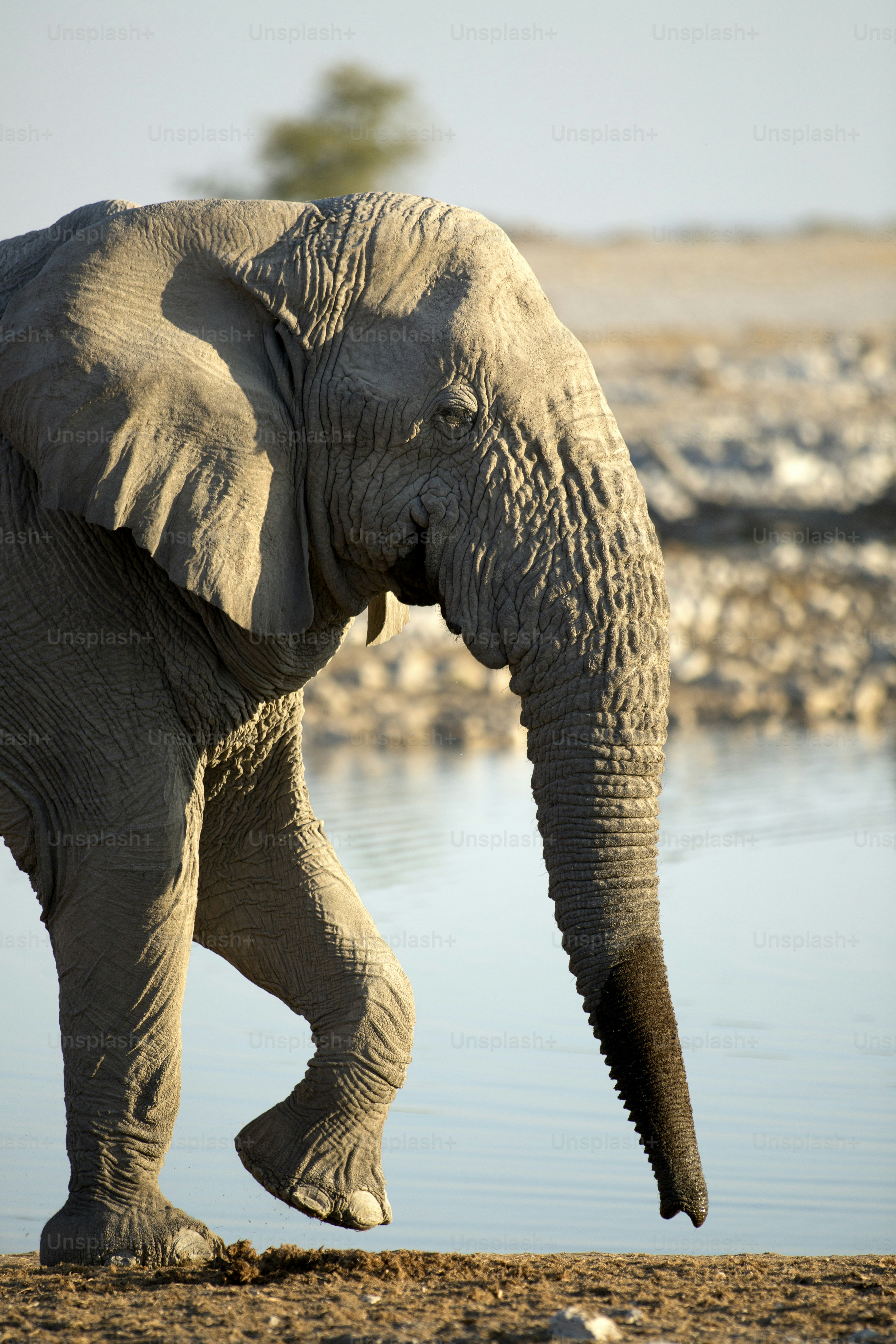 Elephant bull in Etosha National Park.