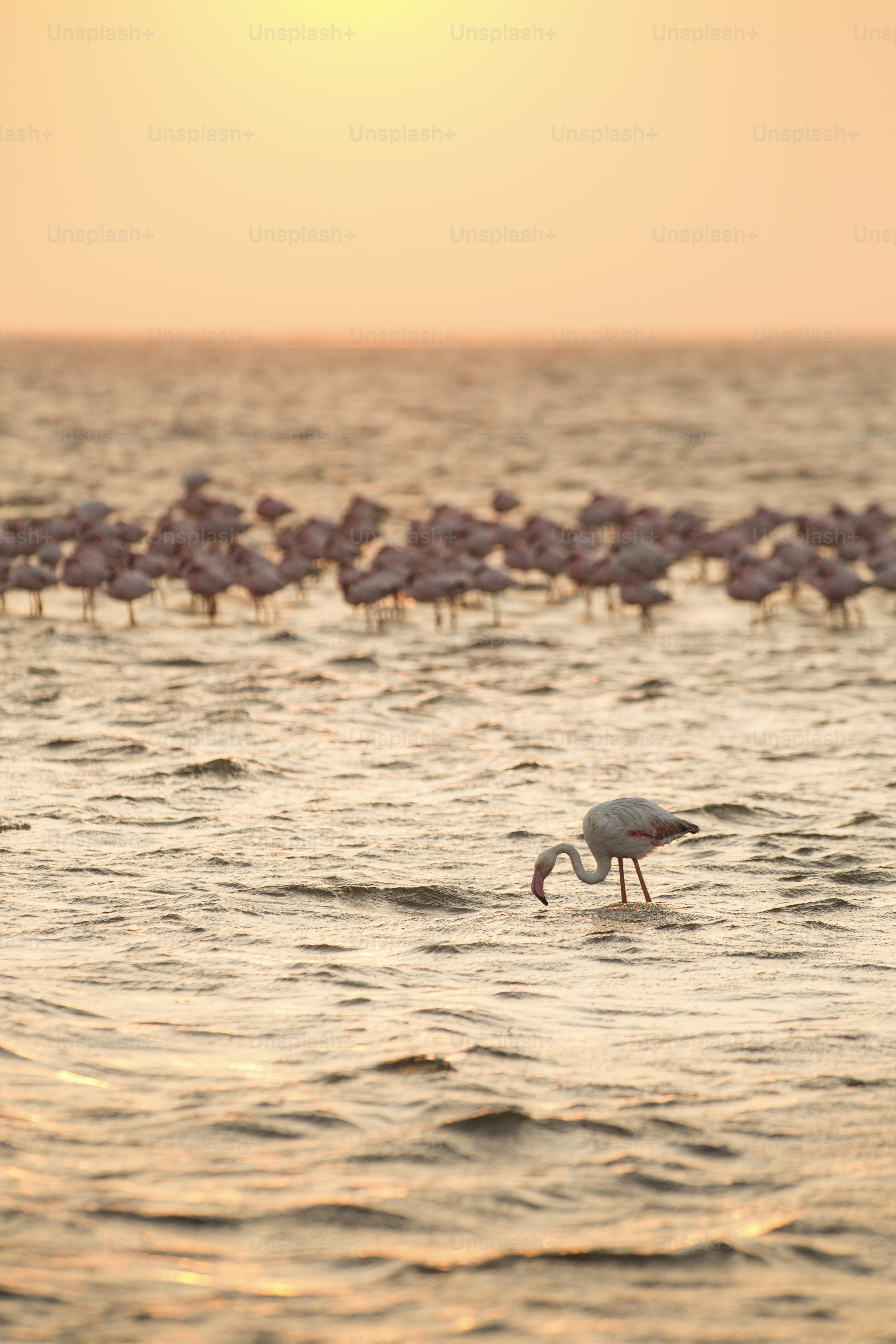 夕焼け鳥の写真 | Unsplashで無料写真をダウンロードする
